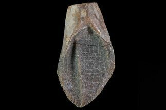 Unworn, Triceratops Tooth - South Dakota #81696