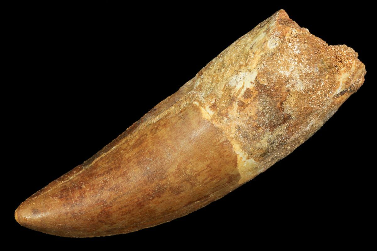 a dinosaur tooth