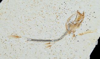 Unusual Solnhofen Fossil Fish Orthogoniklethrus hoelli #6174