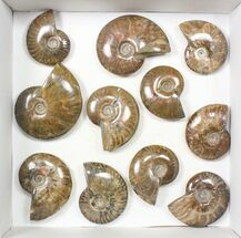 Lot: - Iridescent, Red Flash Ammonites - Pieces #82472