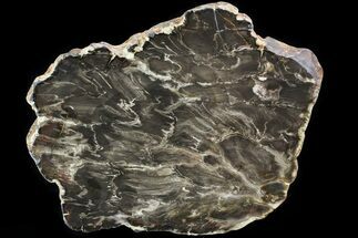 Jurassic Petrified Wood (Pentoxylon) End Cut - Australia #82766