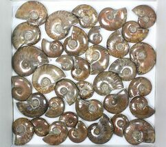 Lot: kg Iridescent, Red Flash Ammonites (-) - Pieces #82493