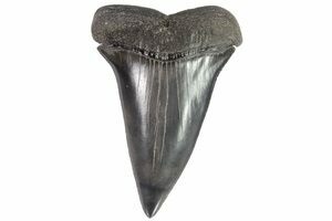 Fossil White Shark Tooth