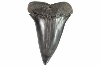 Fossil Mako Shark Tooth - Georgia #75173