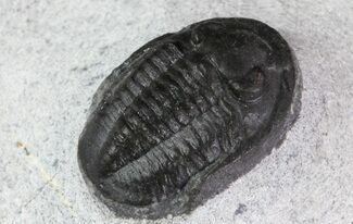 Small Proetid Trilobite - Morocco #83359