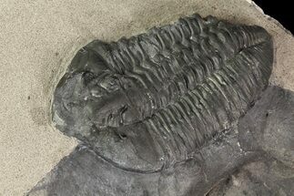 Huge Gravicalymene Trilobite - New York #14047