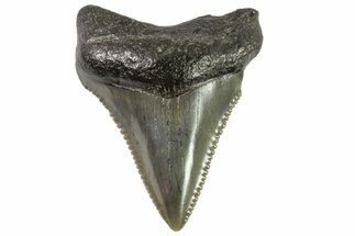 Serrated, Baby Megalodon Tooth - Georgia #83716