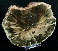 Zimbabwe Petrified Wood (Woodworthia) #6255