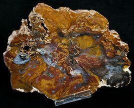 Dark Colored Hubbard Petrified Wood Slab - #6263