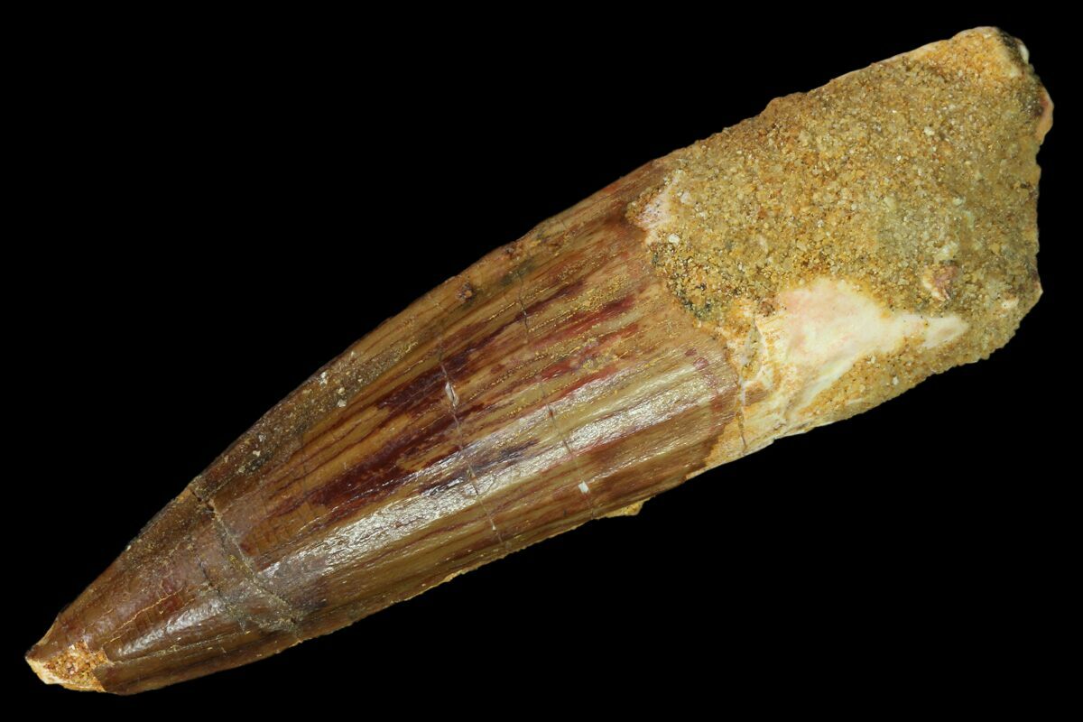 spinosaurus tooth real