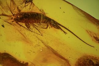 Phenomenal Fossil Bristletail (Archaeognatha) In Baltic Amber #84602