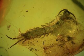 Detailed Fossil Centipede (Chilopoda) In Baltic Amber - Rare! #84640