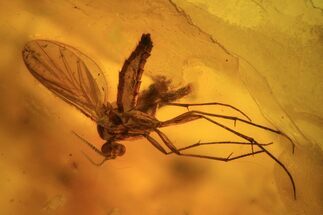 Fossil Fungus Gnat and Fly In Baltic Amber #84642