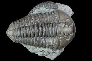 Inflated, , Prone Flexicalymene Trilobite - Ohio #84594