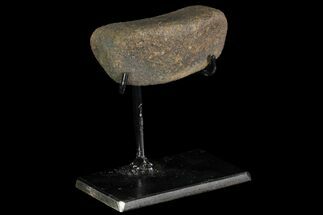 Achelousaurus Toe Bone With Metal Stand - Montana #85329