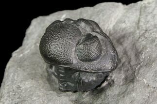 Wide Enrolled Eldredgeops (Phacops) Trilobite - New York #85396