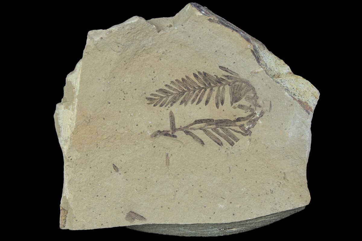 Metasequoia Dawn Redwood Fossil