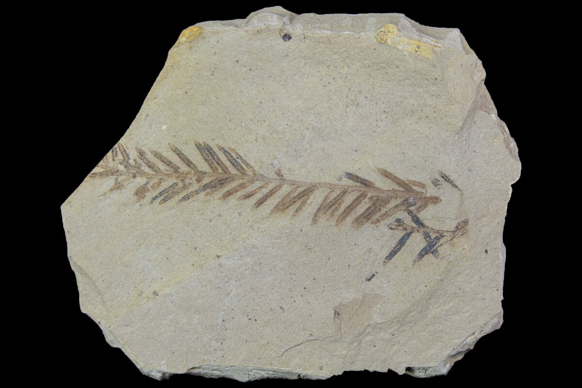 Metasequoia Dawn Redwood Fossil