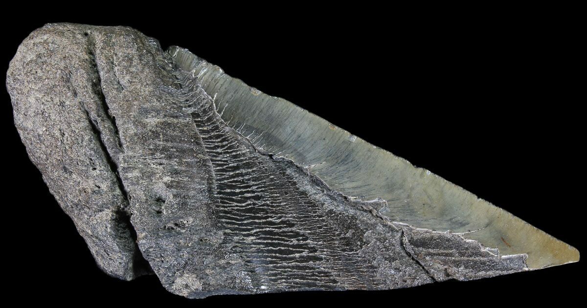 Dinosaur facts image