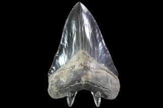 Serrated, Fossil Megalodon Tooth - Glossy, Grey Enamel #86068