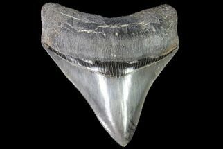 Serrated, Fossil Megalodon Tooth - Killer Posterior Tooth! #86074