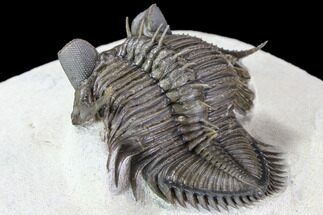 Tower Eyed Erbenochile Trilobite - Stunning! #86021