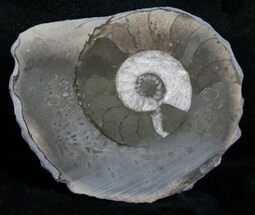 Slice Pleuroceras Ammonite Nodule - Wide #6332