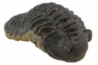 Acastoides Trilobite Fossil - Morocco #86457