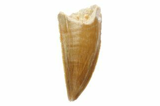 Serrated, Raptor Tooth - Great Preservation #86035
