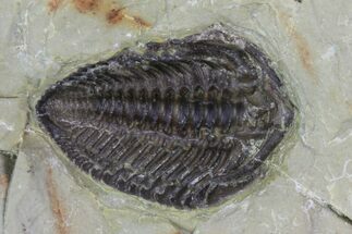 Ventral Lemureops Kilbeyi Trilobite - Fillmore Formation, Utah #85407