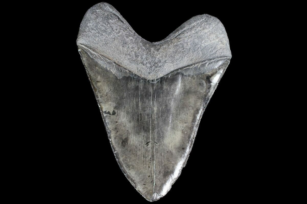 Serrated, 5.64" Fossil Megalodon Tooth - Beautiful Enamel For Sale