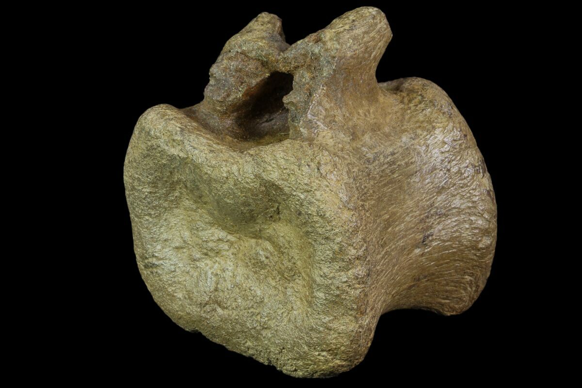 hadrosaur vertebrae