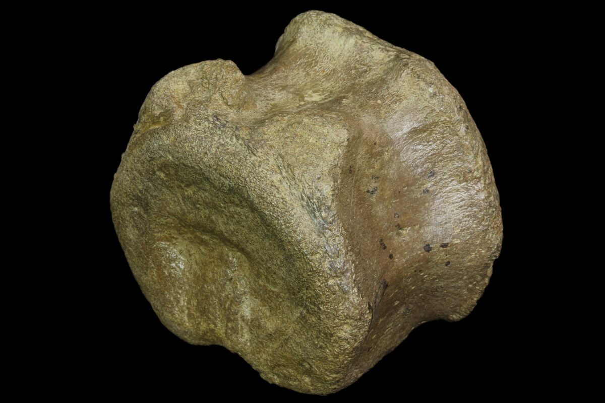 hadrosaur vertebrae