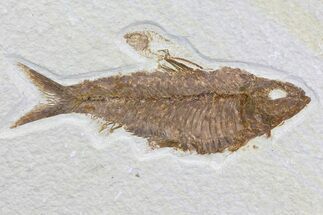 Knightia Fossil Fish With nd Smaller One - Wyoming #79801