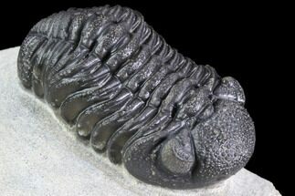 Detailed Morocops Trilobite - Visible Eye Facet #86761