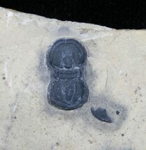 Peronopsis Interstrictus Trilobite #6361