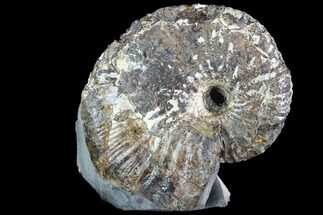 Rhaeboceras Ammonite in Limestone - Montana #86209