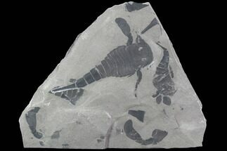 Fossil Eurypterus (Sea Scorpion) Multiple - New York #86787