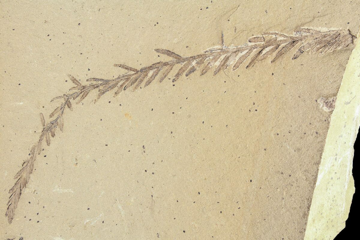Metasequoia Dawn Redwood Fossil