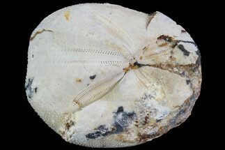 1.9" Fossil Echinoid (Sea Urchin) - Taouz, Morocco - Fossil #87175