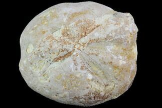 2" Fossil Echinoid (Sea Urchin) - Taouz, Morocco - Fossil #87183