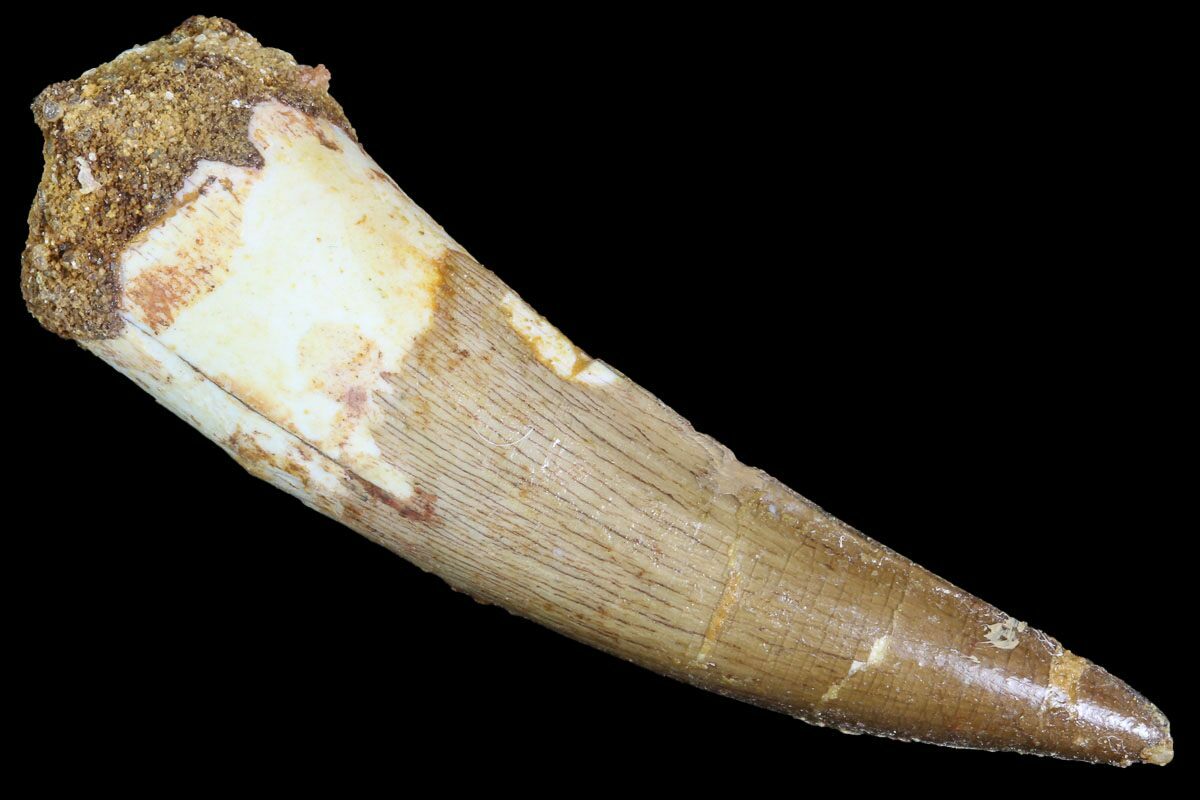 spinosaurus tooth fossil