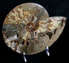 Huge Wide Cleoniceras Ammonite (Half) #6407