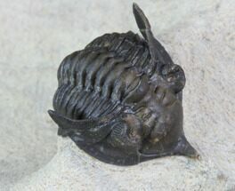 Pseudocryphaeus Trilobite - Lghaft, morocco #87459