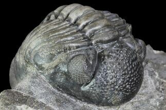 Multi-Toned Pedinopariops Trilobite - Nice Eyes #87580