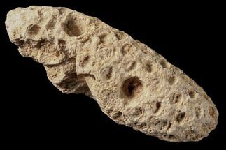 Fossil Cycadophyte Seed Cone - Boujdour, Morocco #87610