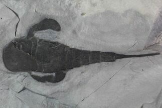Fossil Eurypterus (Sea Scorpion) Fossil - New York #86884
