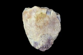 Fossil Phytosaur Tooth - Arizona #88614