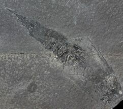 4.8" Rare Silurian Phyllocarid (Ceratiocaris) - Scotland - Fossil #63384