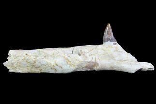 Fossil Primitive Whale (Basilosaur) Jaw Section - Morocco #89256